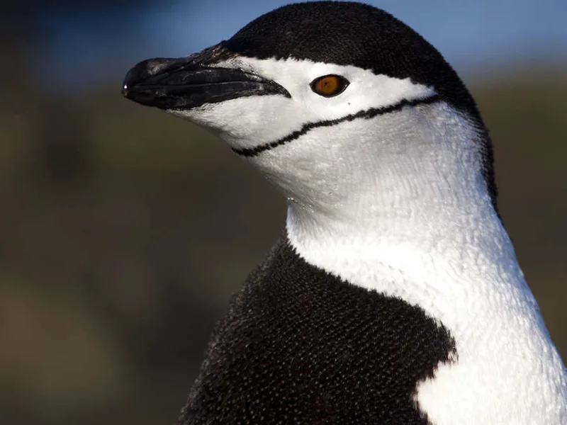 Chinstrap penguin