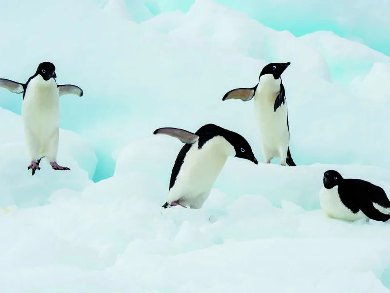 Adelies on ice