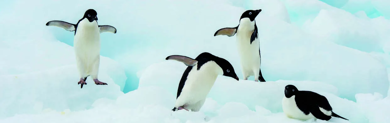 Adelies on ice