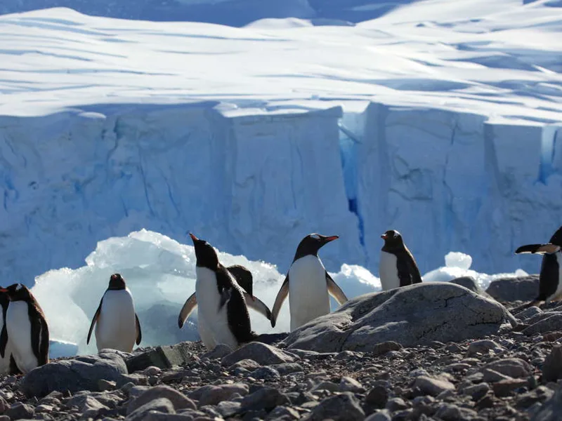 Gentoo penguins