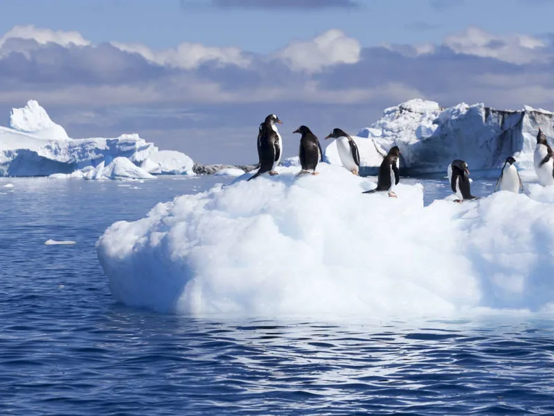 Gentoos on ice