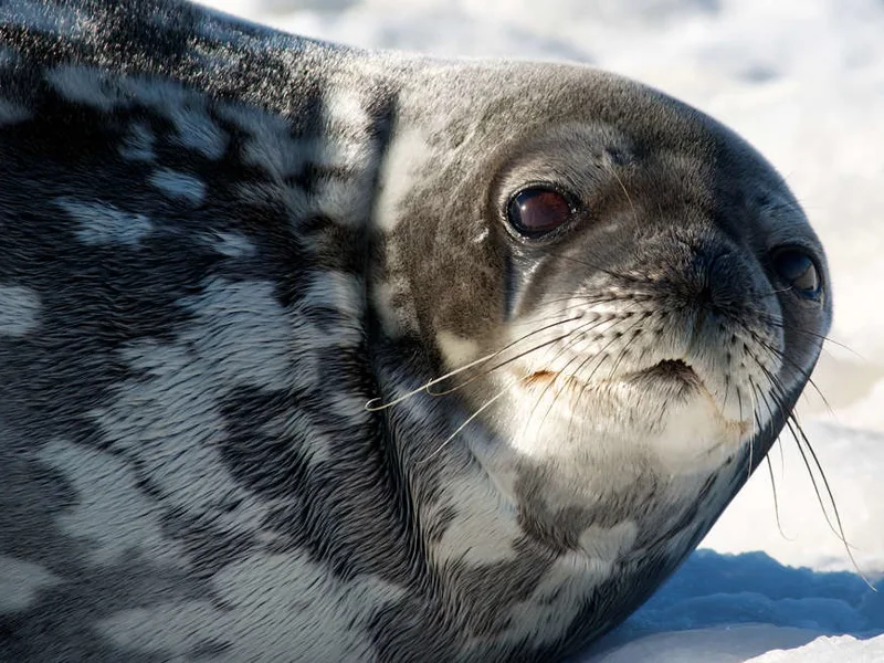 Weddell seal