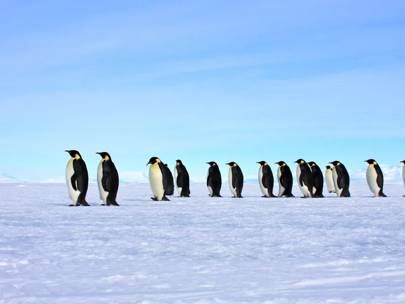 Emperors Ross Sea