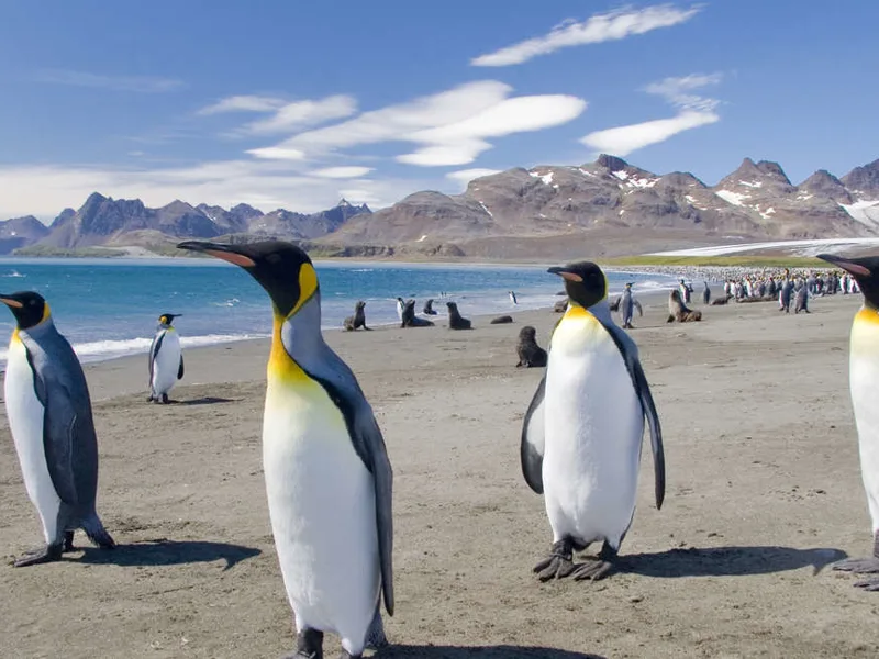 Penguins and seals