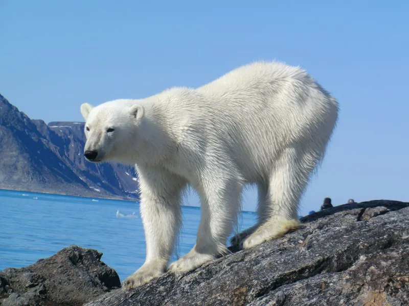 Polar Bear