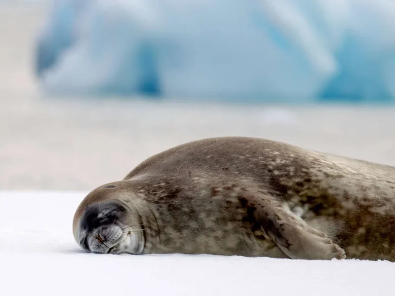 Sleeping Weddell seal