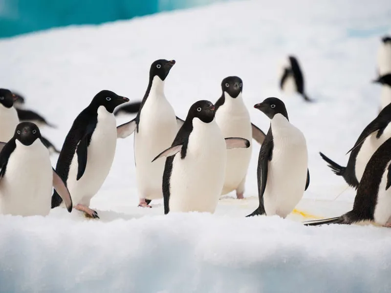 Adelie penguins