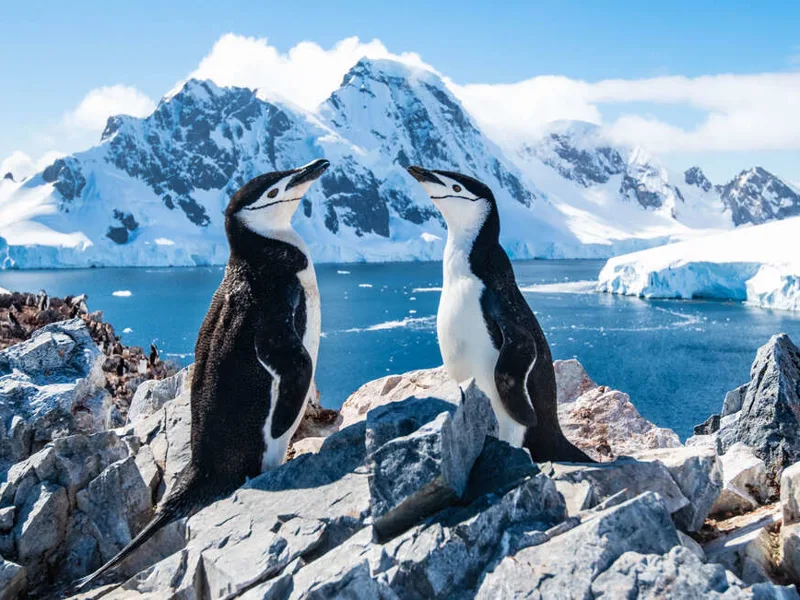 Chinstrap penguins
