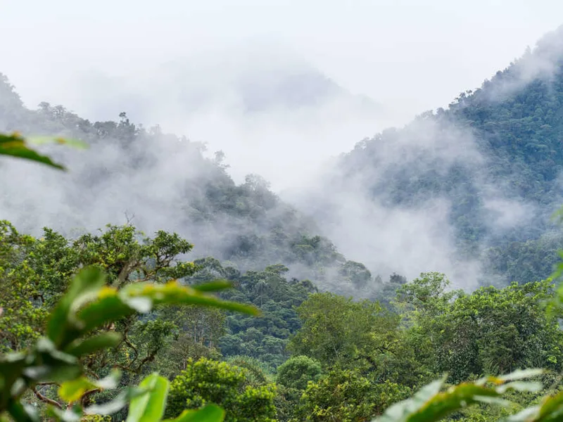 Overlooking the Mindo Cloud Forest Reserve
