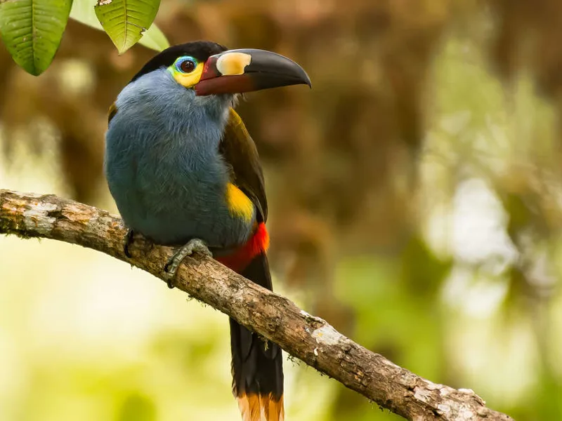 A plate-billed mountain toucan in Mindo