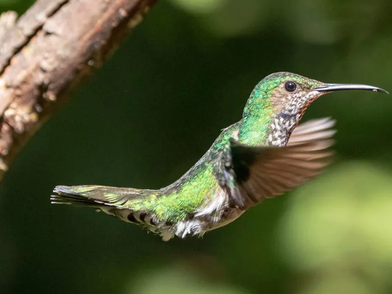 Hummingbird in flight at Mindo