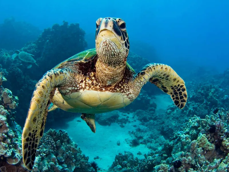 Galapagos turtle