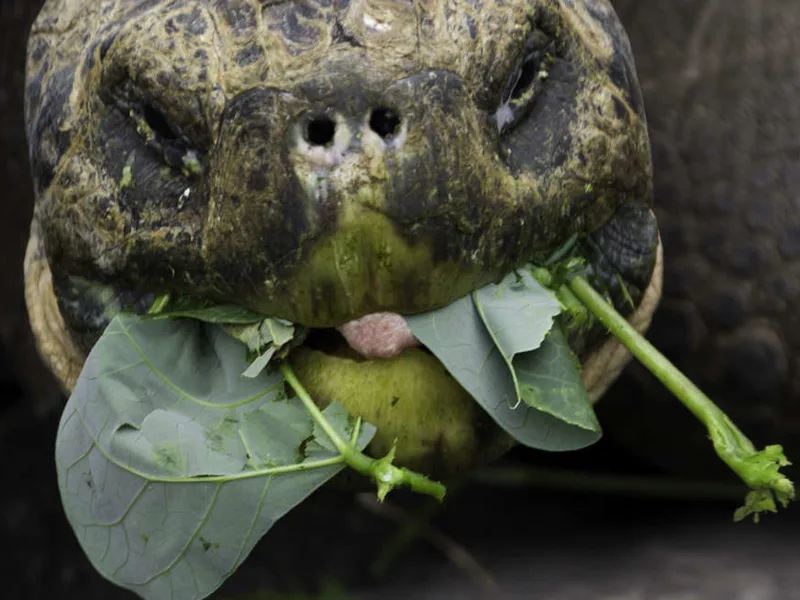 Giant Galapagos tortoise