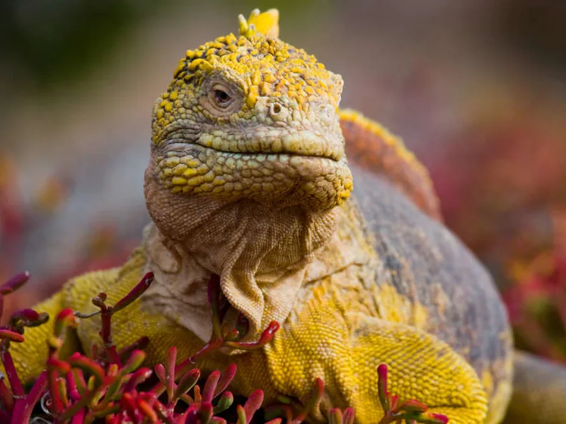 Lizard in the Galapagos