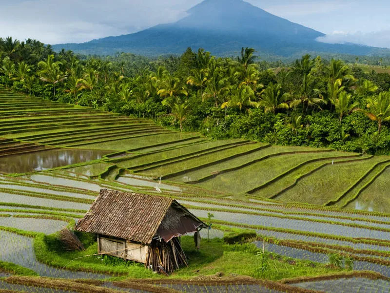 Belimbing Rice Terraces