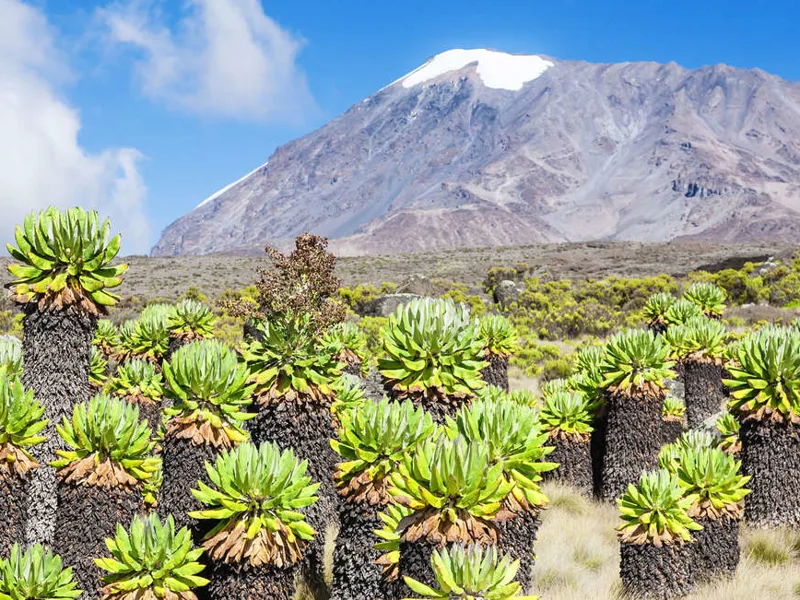 Kilimanjaro landscape