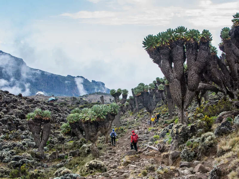 Giant groundsels on Kilimanjaro Rongai Route