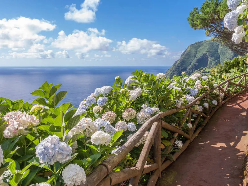 Hydrangea lined path, Sao Miguel