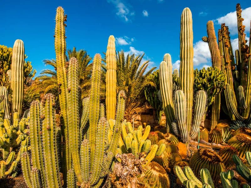 Cactus, Gran Canaria