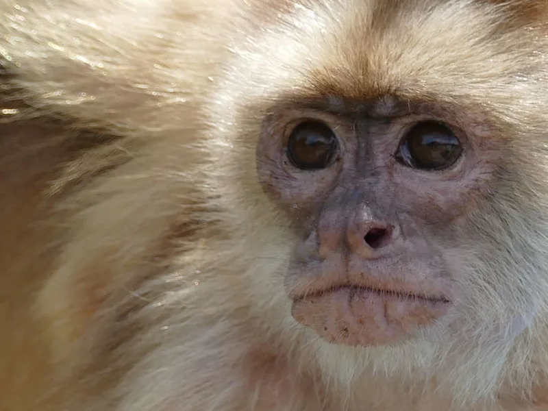 White-fronted capuchin