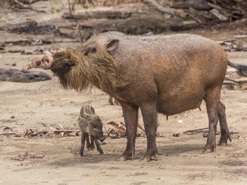 Bornean bearded pig