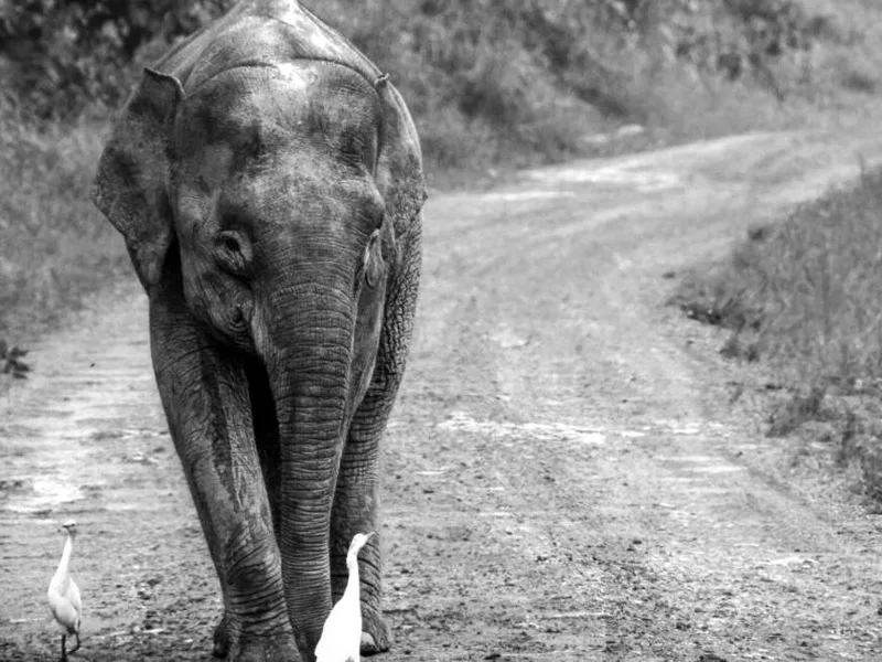 Bornean Elephant in Tabin