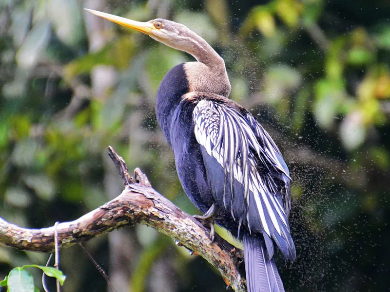 Oriental Darter