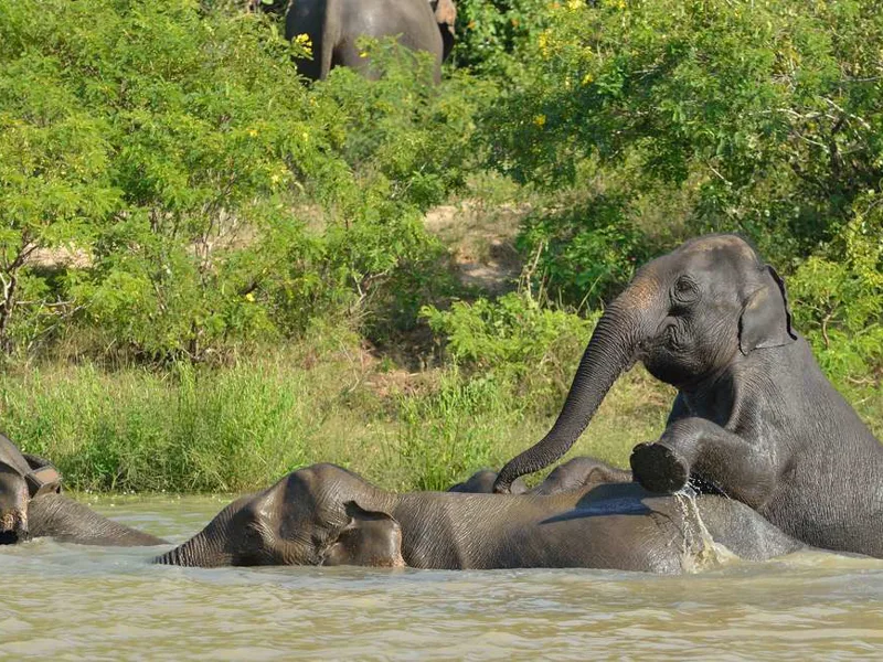 Pygmy Elephants in the Kinabatangan River