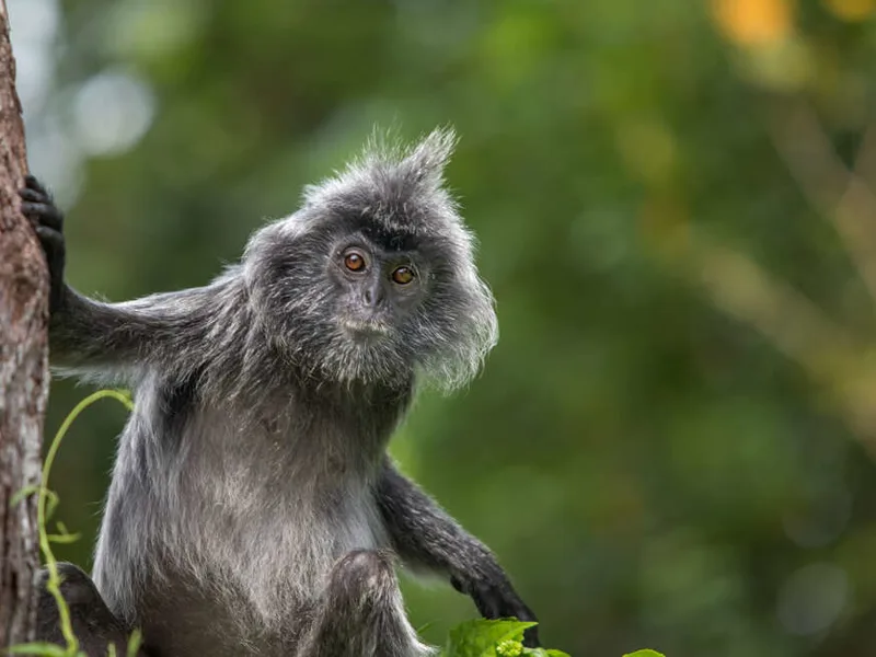 Silvered Leaf monkey