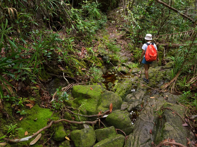 Bako National Park jungle