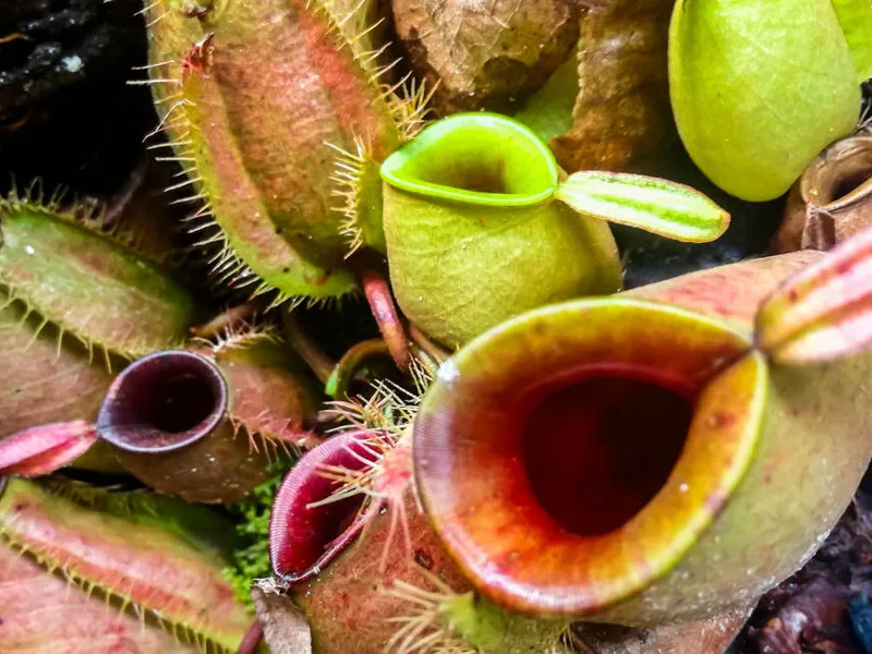 Nepenthes ampullaria