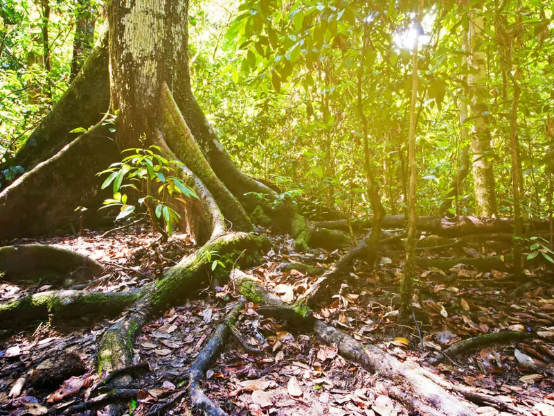 Koompassia excelsa tree in Tabin