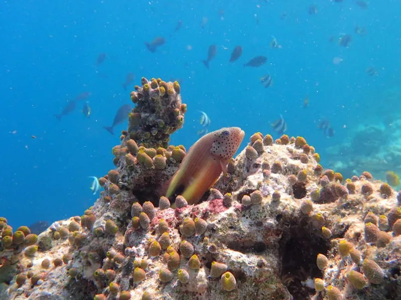 Tropical fish and coral in the Maldives
