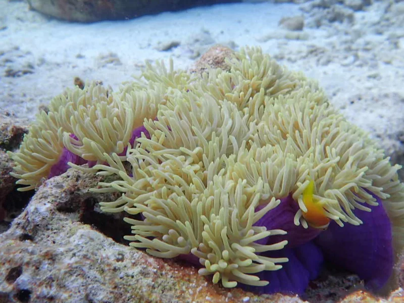 Underwater coral