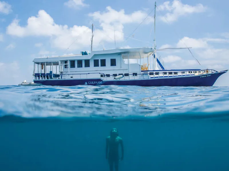 Swimming in tropical seas