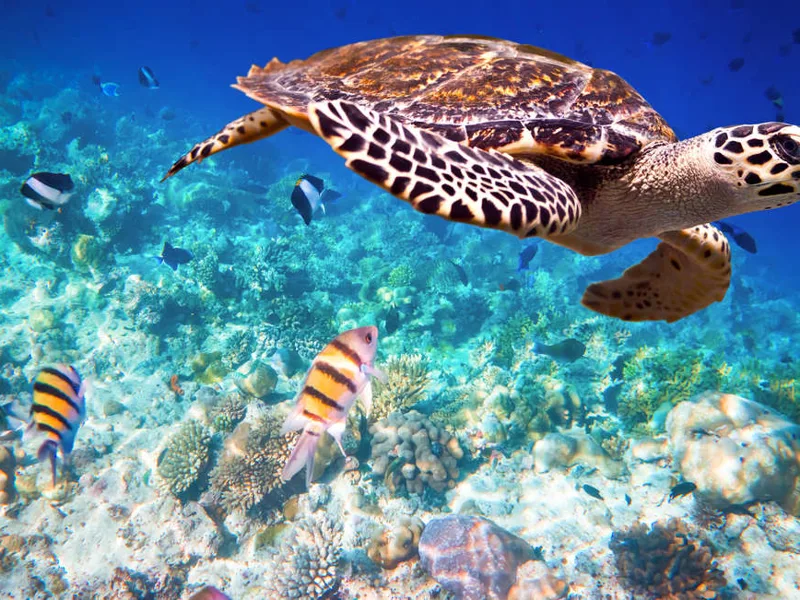 Hakwsbill turtle