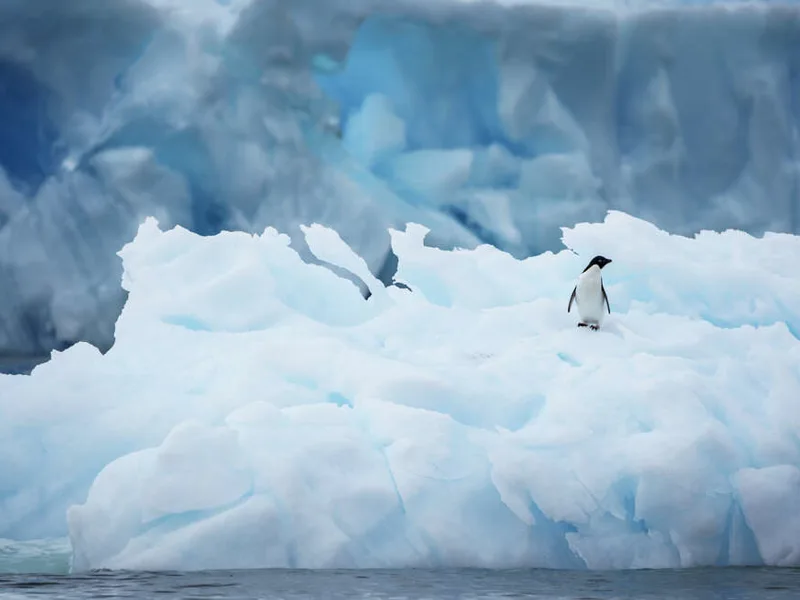 Adelie penguin on an iceberg