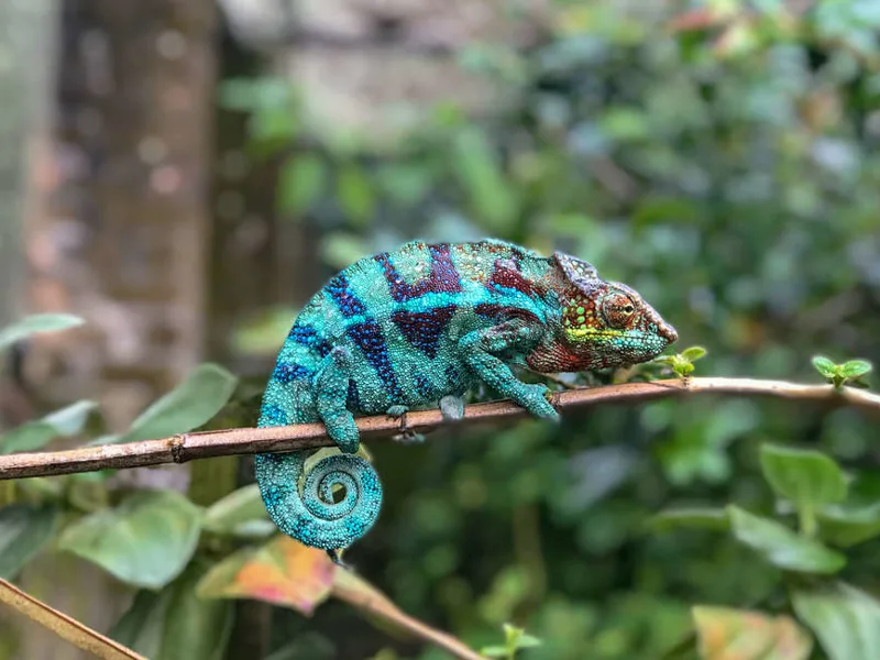 Madagascar Wilderness Trek