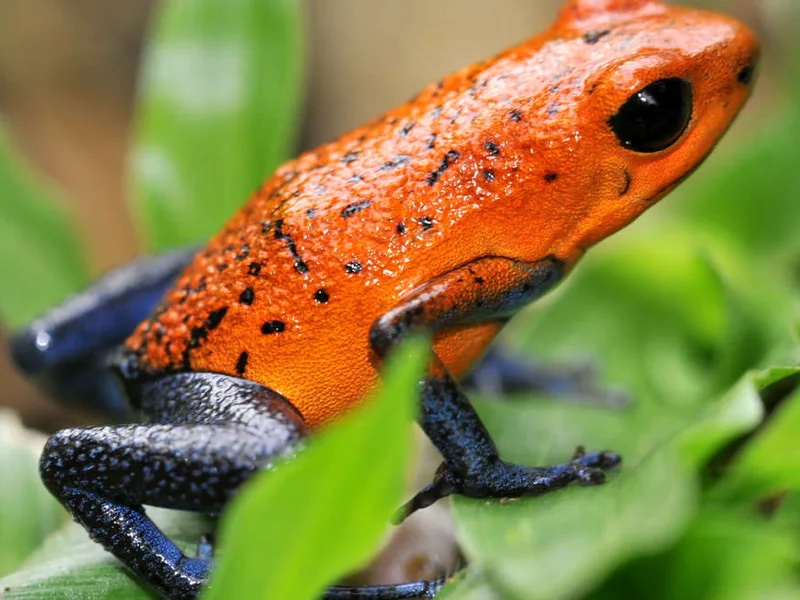Blue Jeans Dart Frog