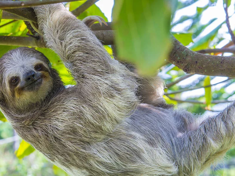Costa Rican sloth