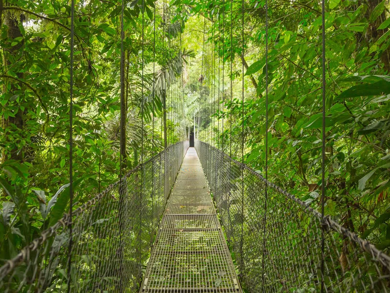Canopy Walkway