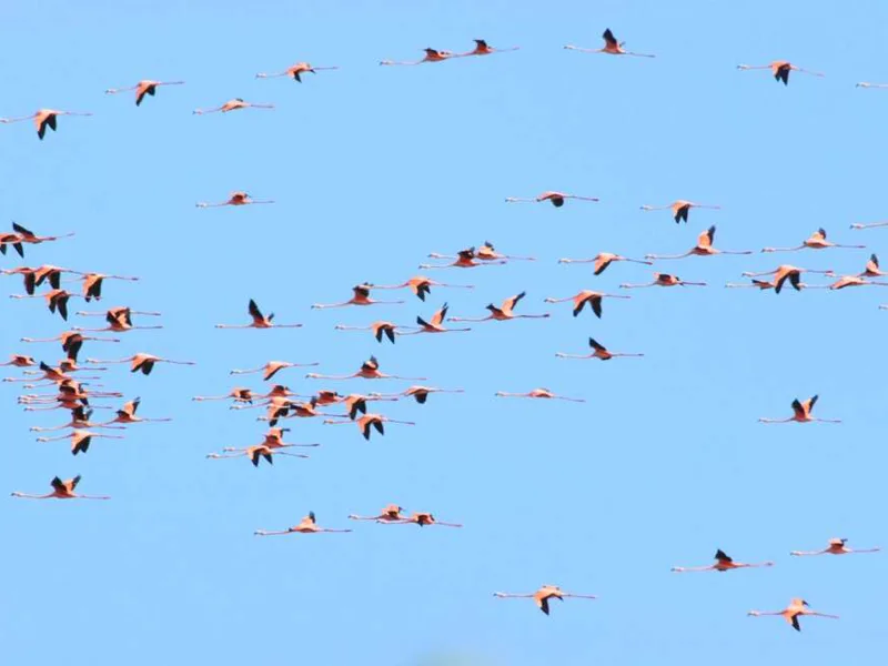 Ria Celestun flamingos
