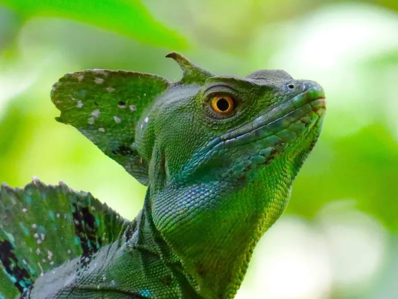 Vibrant green lizard