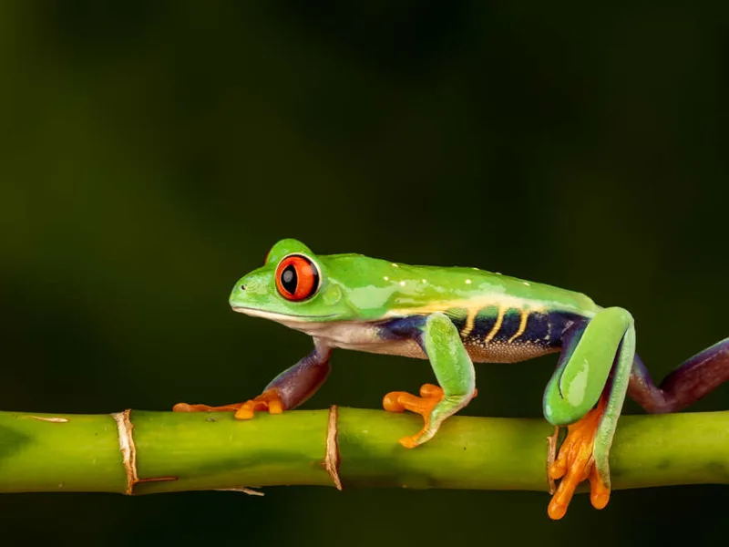 Red-eyed tree frog