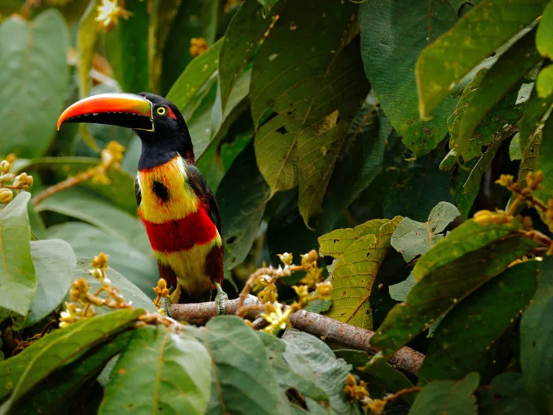 Fiery-billed Aracari, Nicaragua