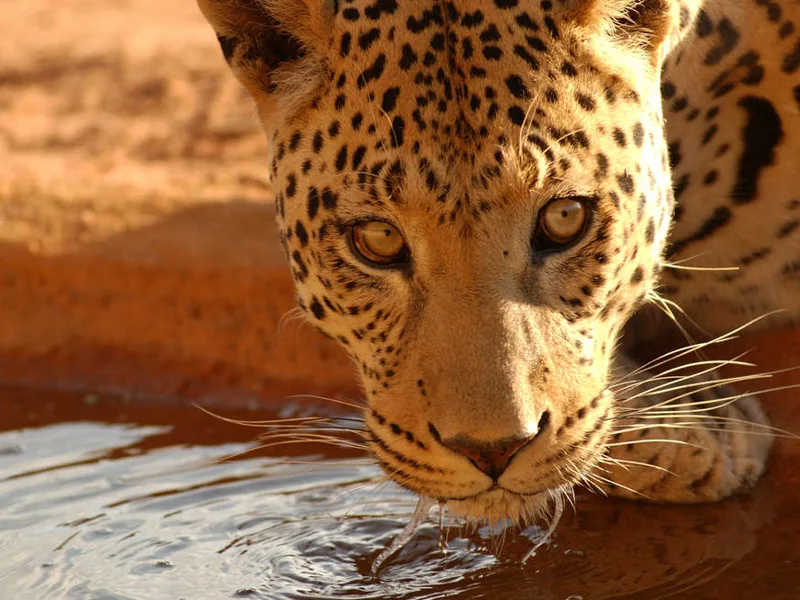 Leopard, Namibia