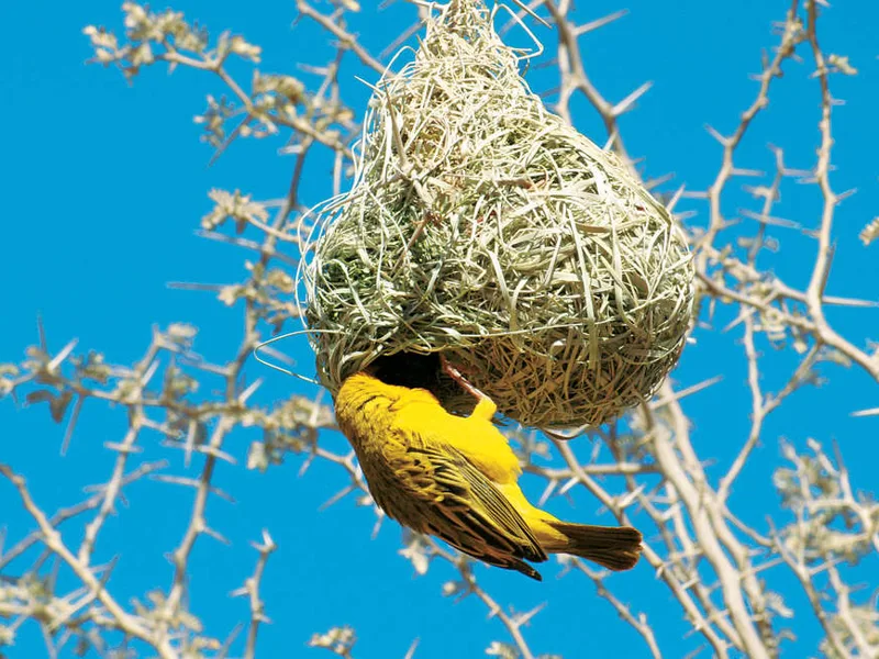 Masked Weaver Bird