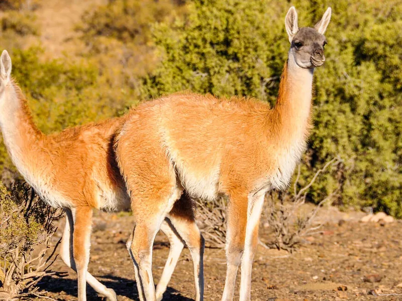 Andean vicuna
