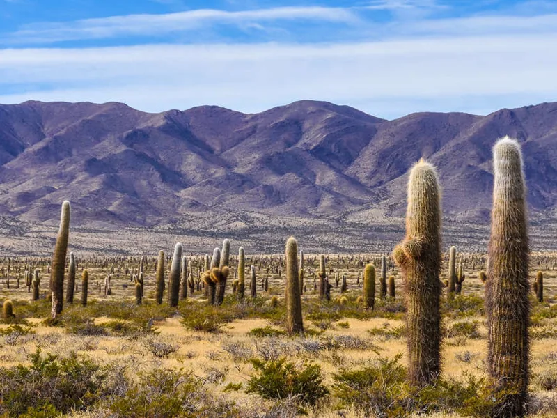 Andean scenery