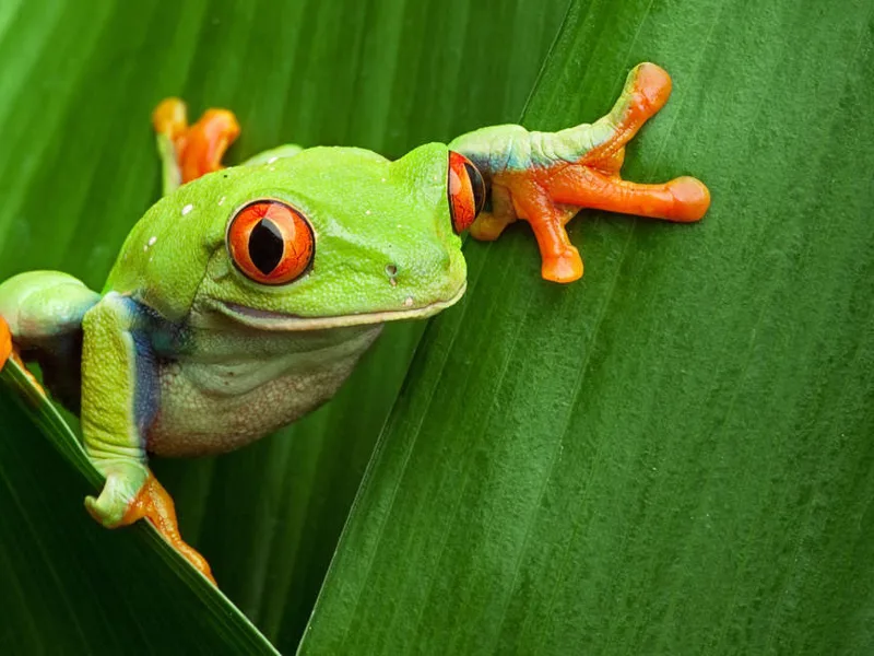 Red eyed tree frog